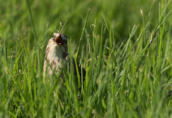 Water pipit calling