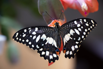 black butterfly and orange flower