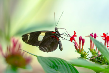 Beautiful  heliconius  butterfly  sitting on flower in a summer garden


