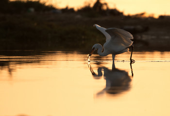Western reef egret white morphed fishing in the morning