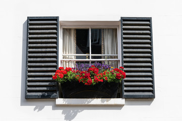London city closeup of flat window and red green geranium flower decorations box on sunny summer day and nobody architecture in Chelsea Kensington