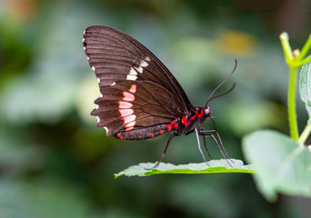 Beautiful  heliconius  butterfly  sitting on flower in a summer garden

