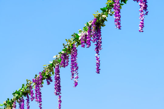 London, UK Covent Garden Neal's Yard Street Flower Decorations Hanging On Wire In Summer Isolated Against Sky