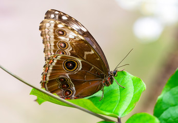 Blue Morpho, Morpho peleides, big butterfly sitting on green leaves, beautiful insect in the nature habitat