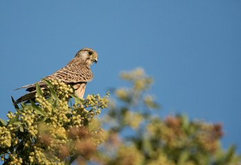 Common Kestrel observing the area from the tree top