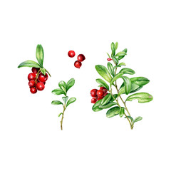 Hand drawn watercolor set of autumn Cowberry. Vector