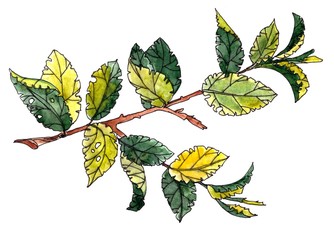 watercolor graphic color sketch spring twig with first foliage
