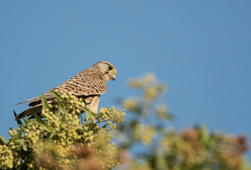 Namaqua Dove on a tree