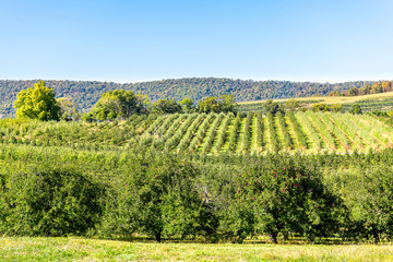 Apple orchard with many green trees pattern and fruit garden in autumn fall farm countryside in...
