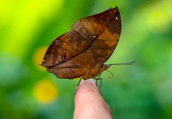 Obraz premium Beautiful Closeup at your fingertips in a summer garden