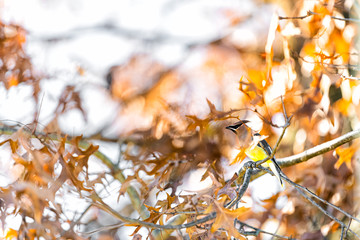 Closeup of one colorful beautiful cedar waxwing bird sitting perching on autumn oak tree branch in Virginia
