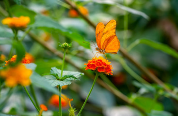 Beautiful  heliconius  butterfly  sitting on flower in a summer garden

