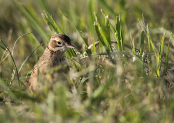 Tawny pipit in the grasses, Bahrain
