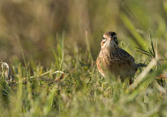 Tawny pipit looking to the camera, Bahrain