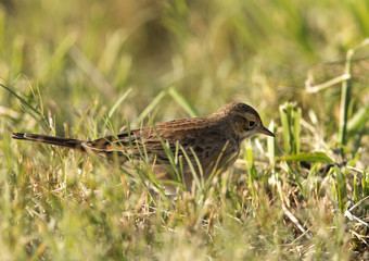 Tawny pipit lookng for prey, Bahrain