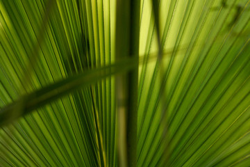 Tropical palm leaf texture, natural background.
