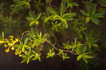 Azaleen Blüten in Closeup