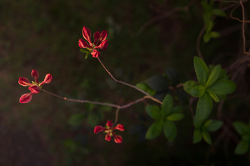 Azaleen Blüten in Closeup
