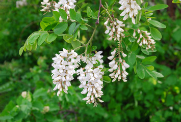 flowering acacia tree white warm spring day