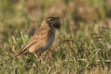 closeup of Tawny pipit