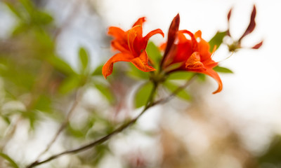 Azaleen Blüten in Closeup