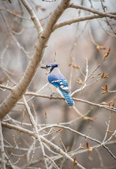 Blue Jay in the trees