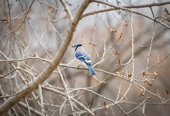Blue Jay in the trees