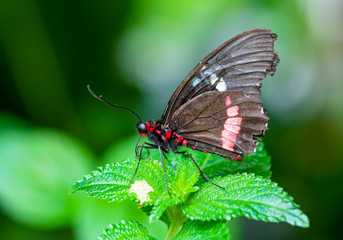 Beautiful  heliconius  butterfly  sitting on flower in a summer garden

