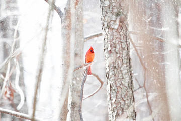 Cardinal in the winter