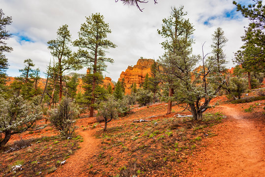 View of Pink Ledges Hiking Trail , Red Canyon, Dixie National Forest, Utah, USA