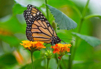 Monarch, Danaus plexippus is a milkweed butterfly (subfamily Danainae) in the family Nymphalidae butterfly in nature habitat.