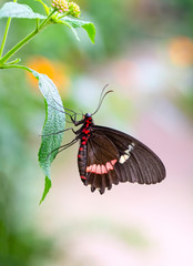 Beautiful  heliconius  butterfly  sitting on flower in a summer garden

