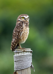 Beautiful Burrowing Owl (Athene cunicularia) , also known as coruja-buraqueira, standing on a pole.
