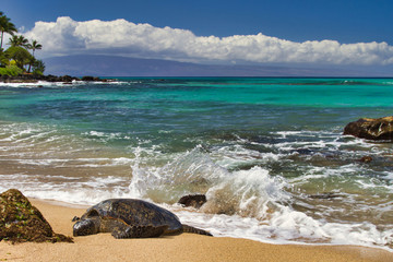 Fototapeta na wymiar Large green sea turtle resting on a sandy beach on Maui.