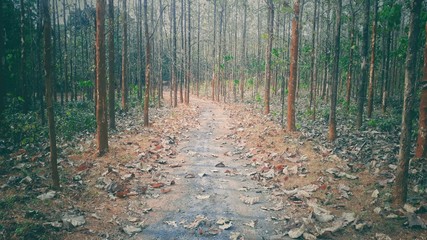 Silent road inside the nature