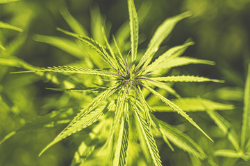Fototapeta premium Hanf, Hemp, Cbd, Hempflower, Nutzhanf, Cannabis, Marihuana, Sativa, Buds, Hemp leaf, Vegan
