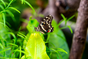Closeup beautiful butterfly in a summer garden


