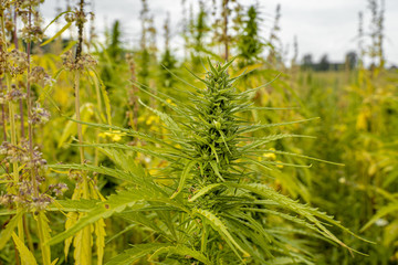 Hanf, Hemp, Cbd, Plant, Grow, Thc, Hempseed, Hempplant, Green, Grow, Sativa, Cbdoil, Cannabidiol, 