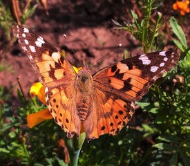butterfly on flower