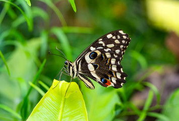 Closeup beautiful butterfly in a summer garden

