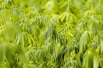 Hanf, Hemp, Cbd, Plant, Grow, Thc, Hempseed, Hempplant, Green, Grow, Sativa, Cbdoil, Cannabidiol, 