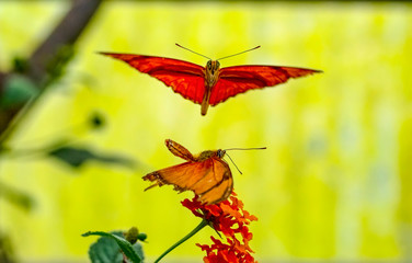 Beautiful  heliconius  butterfly  sitting on flower in a summer garden


