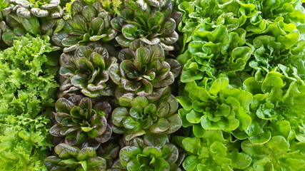 close up of red and green lettuce 