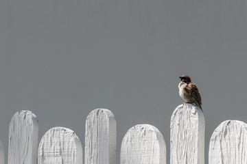 Sparrow sits on top of an old white fence - Powered by Adobe