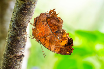 Dead leaf butterfly , Kallima inachus, aka Indian leafwing, standing wings folded on a bamboo branch, dead leaf imitation.