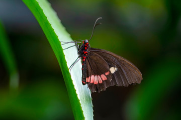 Beautiful  heliconius  butterfly  sitting on flower in a summer garden


