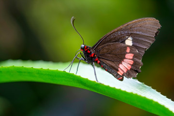Beautiful  heliconius  butterfly  sitting on flower in a summer garden

