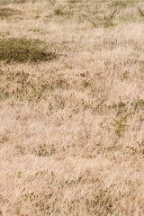 Landscape of summer tundra, yellow and green grass, flowers, bushes