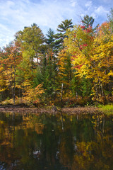 autumn in the forest