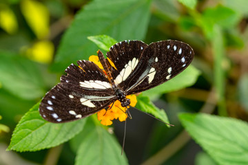 Beautiful  heliconius  butterfly  sitting on flower in a summer garden

